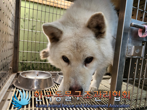 한국동물구조관리협회_441560202500135